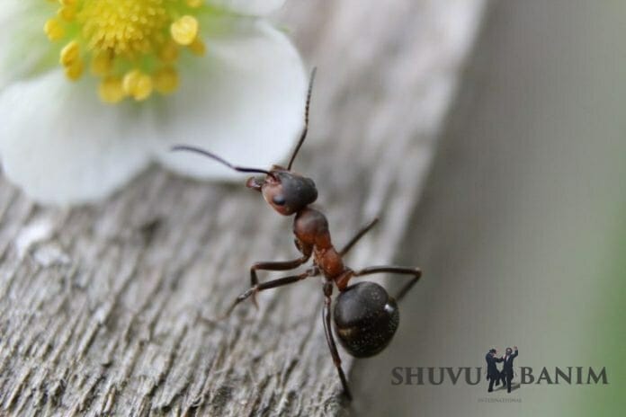 Ant crawling next to a white flower