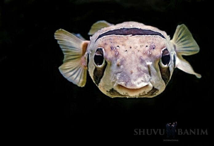 close up of a puffin fish on a black background