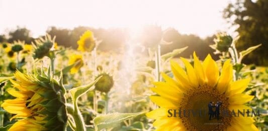 Sunlight in a field of sunflowers