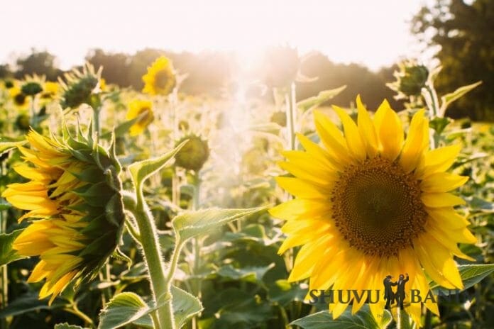 Sunlight in a field of sunflowers