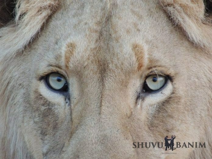 close up of a lion's eyes