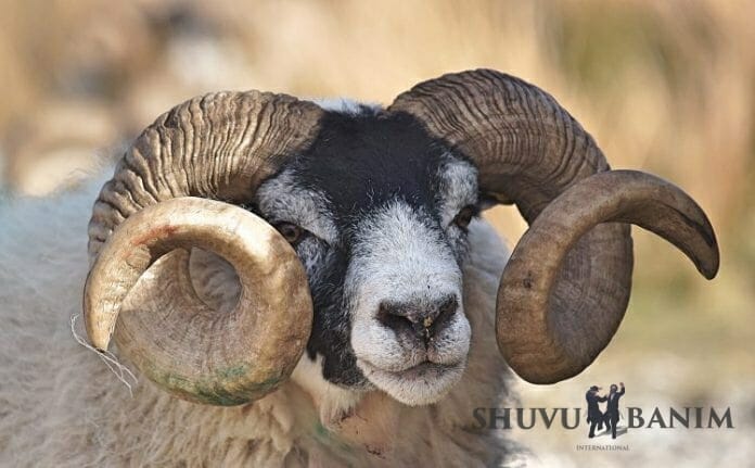 picture of a ram