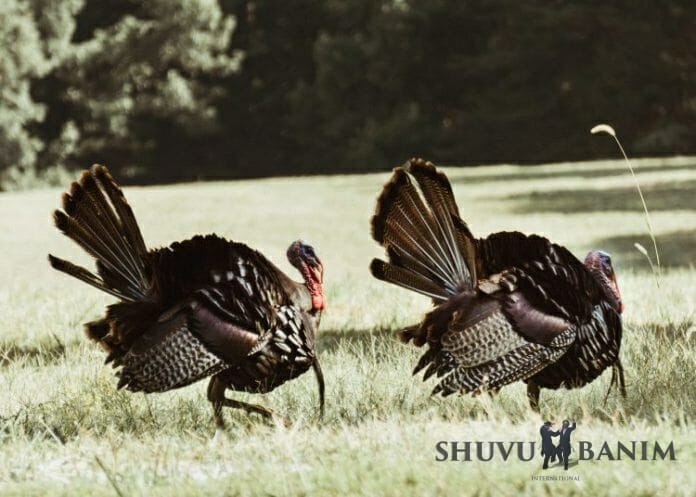 two turkeys walking on grass